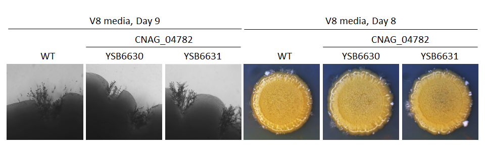 Mating phenotype