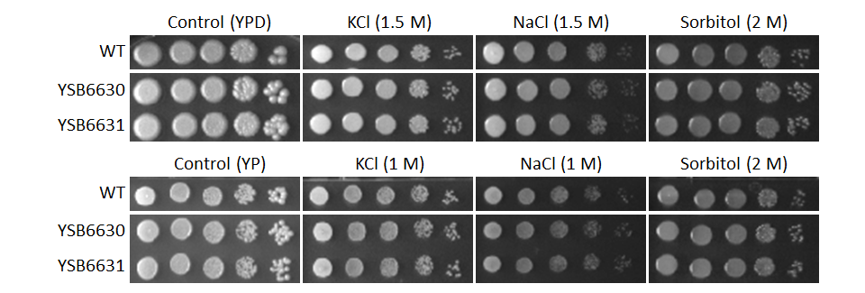 Osmotic stress phenotype