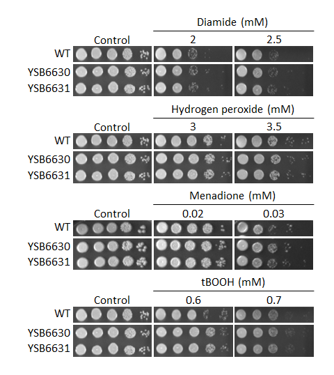 Oxidative stress phenotype