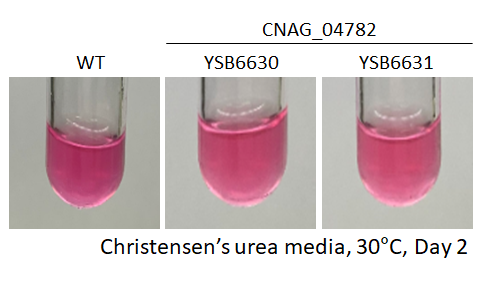 Urease phenotype