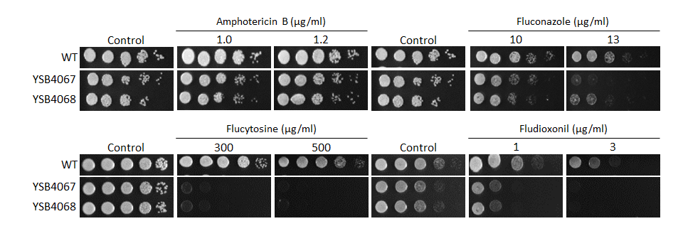 Antifungal drug susceptibility