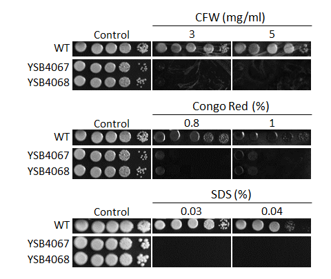 Cell wall stress phenotype