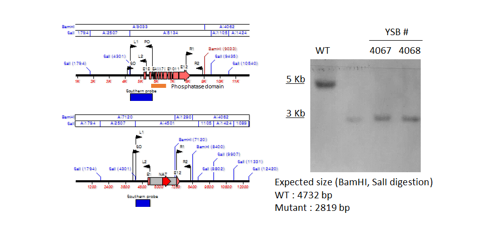 Mutant construction design