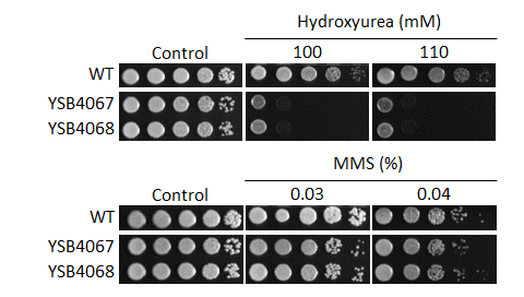 Genotoxic stress phenotype