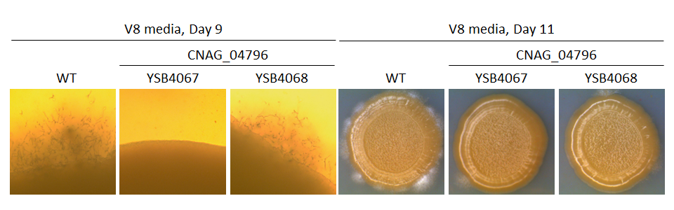 Mating phenotype