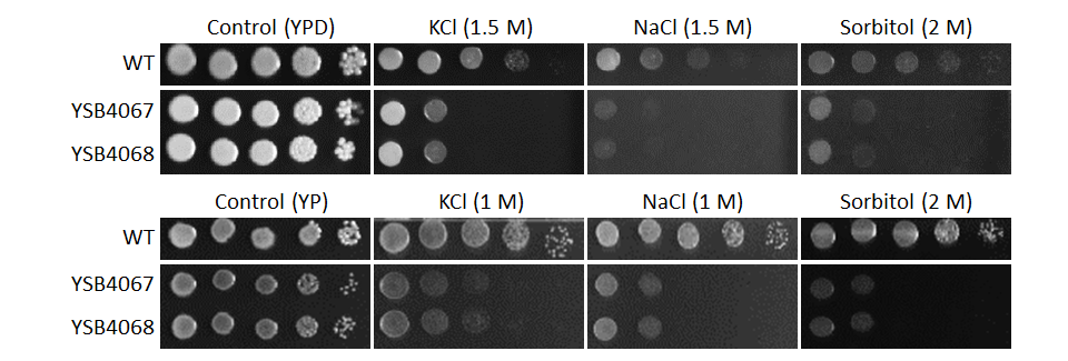 Osmotic stress phenotype