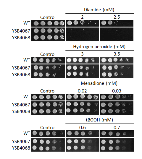 Oxidative stress phenotype
