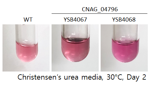 Urease phenotype