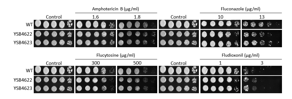 Antifungal drug susceptibility