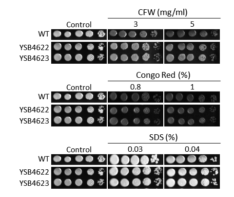 Cell wall stress phenotype