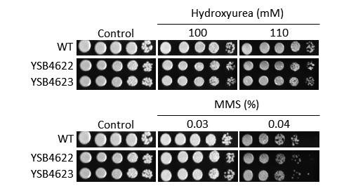 Genotoxic stress phenotype
