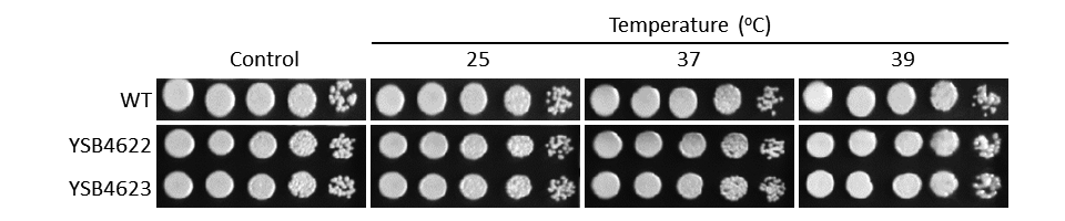 Growth phenotype