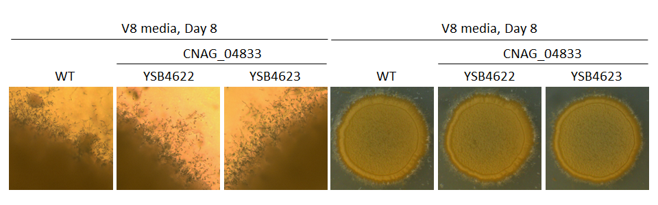 Mating phenotype