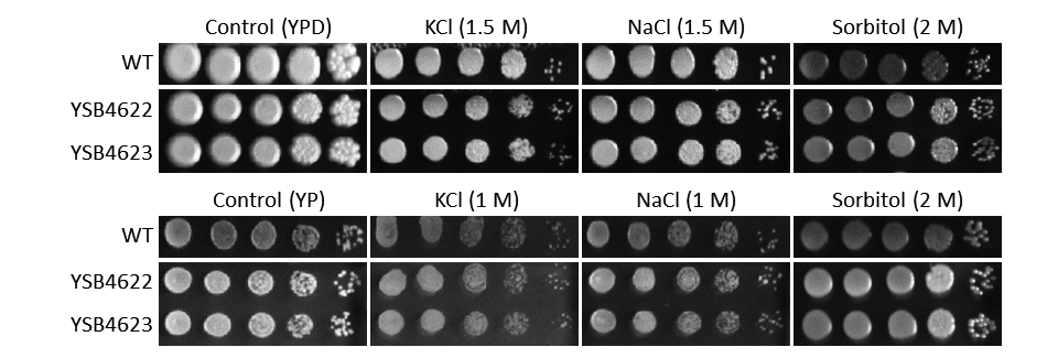 Osmotic stress phenotype