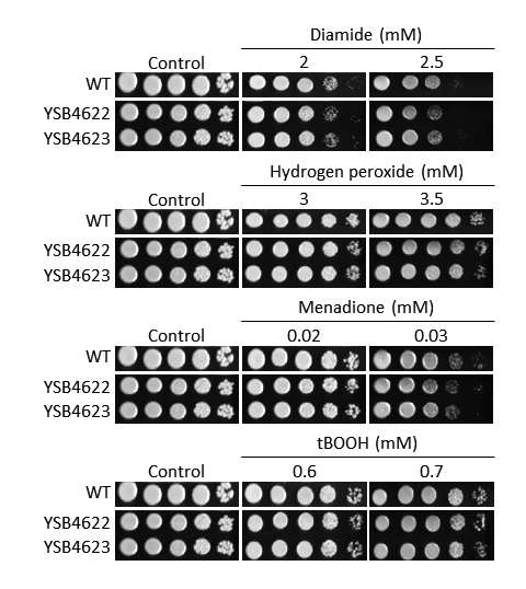 Oxidative stress phenotype