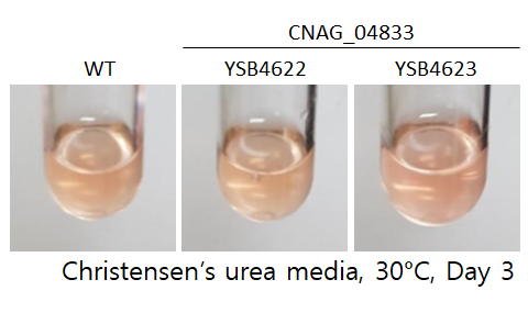 Urease phenotype
