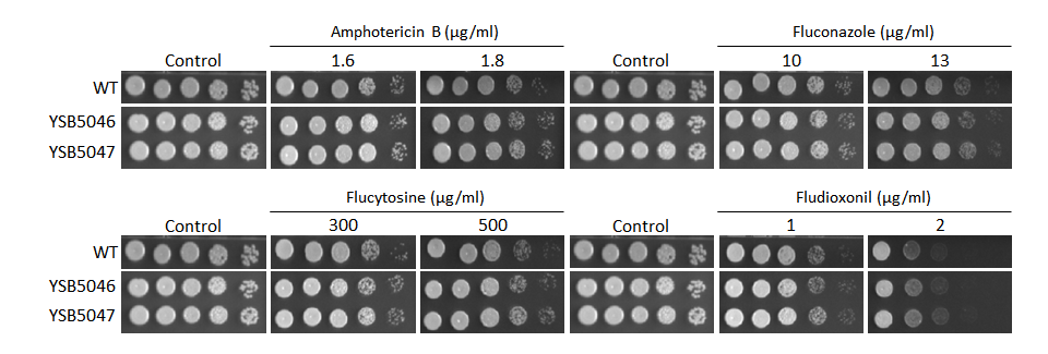 Antifungal drug susceptibility