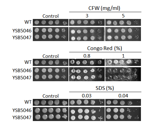 Cell wall stress phenotype