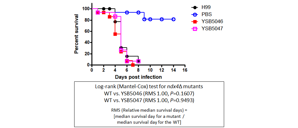 Galleria mellonella virulence data