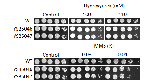 Genotoxic stress phenotype