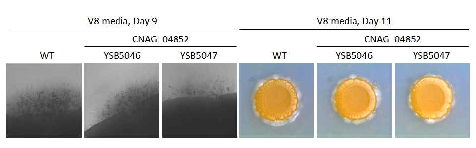 Mating phenotype