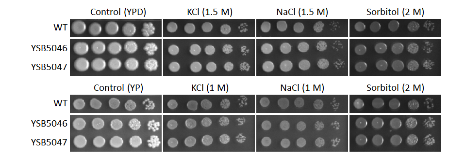 Osmotic stress phenotype