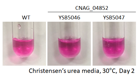 Urease phenotype