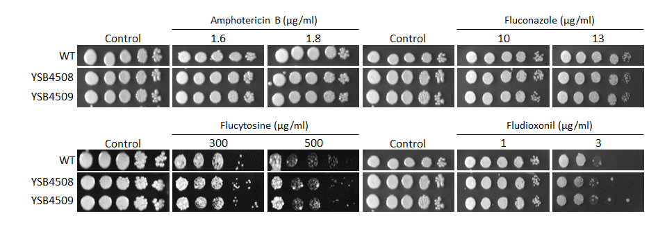 Antifungal drug susceptibility