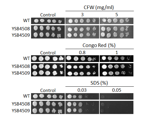 Cell wall stress phenotype