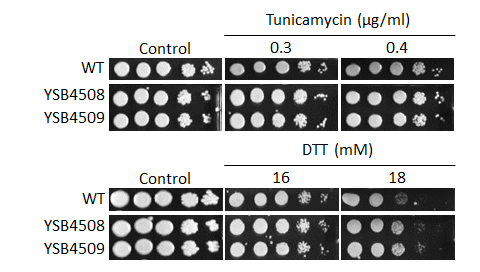 ER stress phenotype