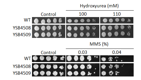Genotoxic stress phenotype