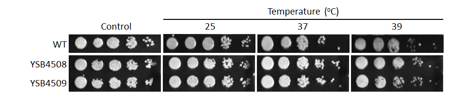 Growth phenotype