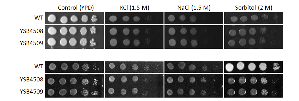 Osmotic stress phenotype