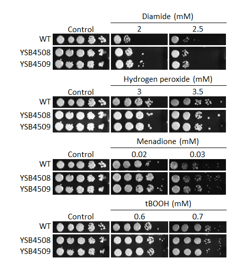 Oxidative stress phenotype