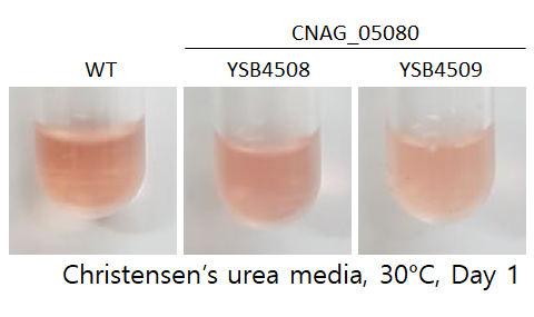 Urease phenotype