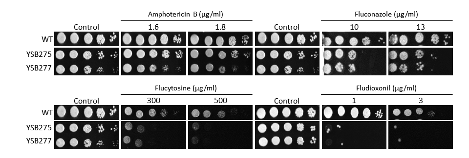 Antifungal drug susceptibility