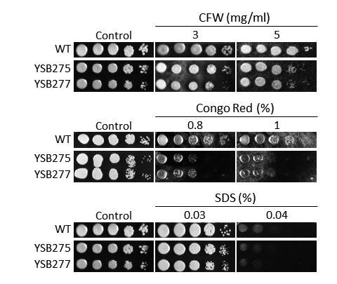 Cell wall stress phenotype
