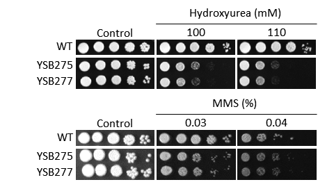 Genotoxic stress phenotype