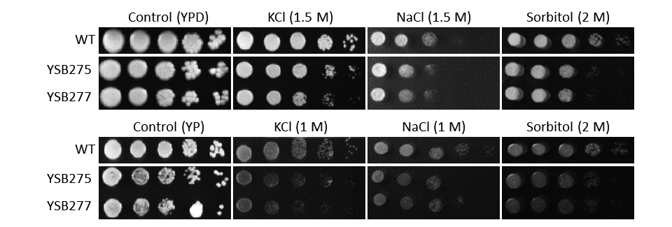 Osmotic stress phenotype
