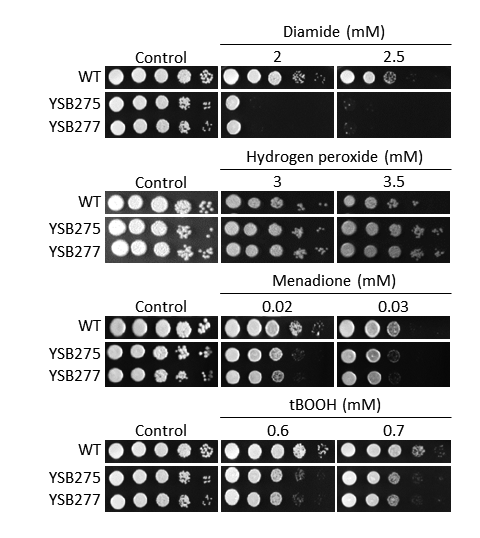 Oxidative stress phenotype