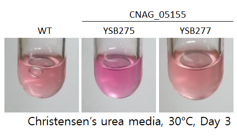 Urease phenotype