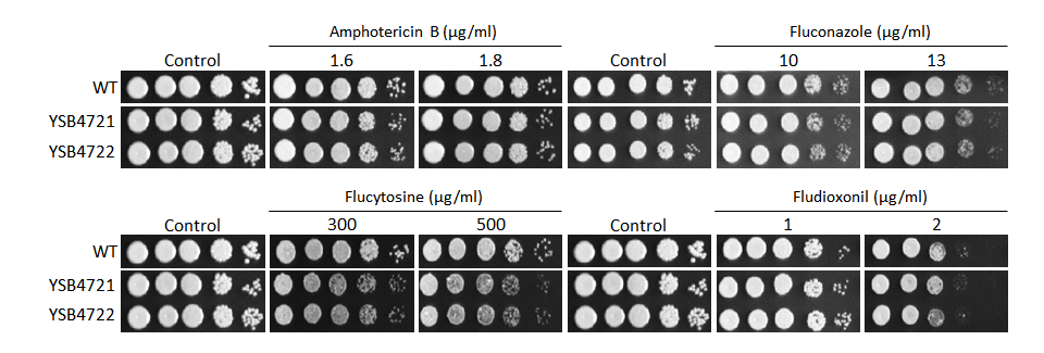Antifungal drug susceptibility