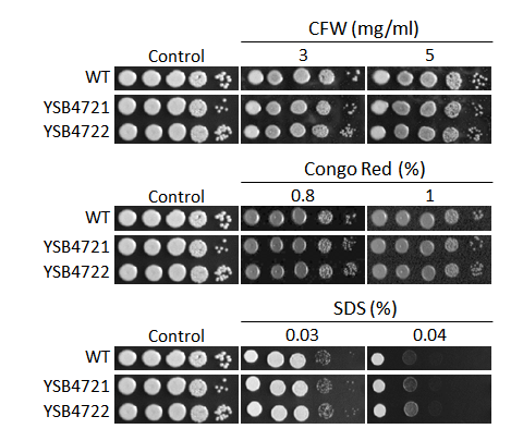 Cell wall stress phenotype