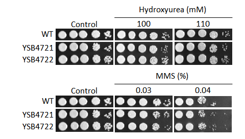 Genotoxic stress phenotype