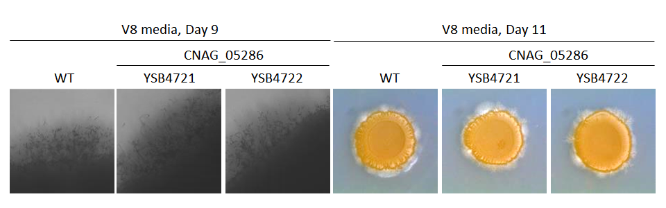 Mating phenotype