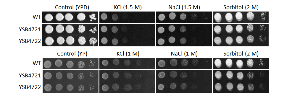 Osmotic stress phenotype
