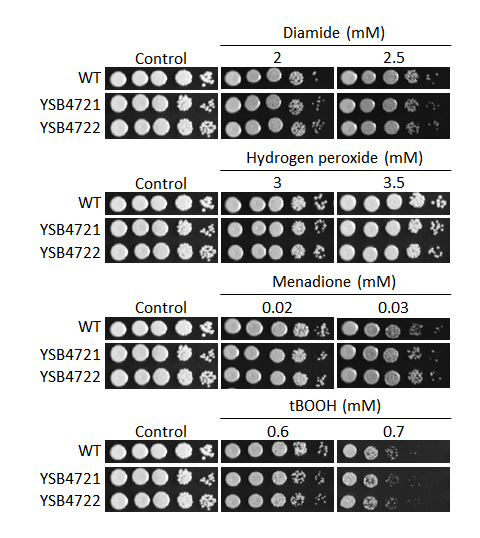 Oxidative stress phenotype