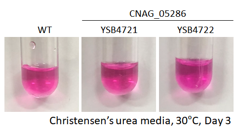 Urease phenotype