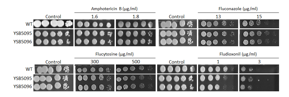 Antifungal drug susceptibility