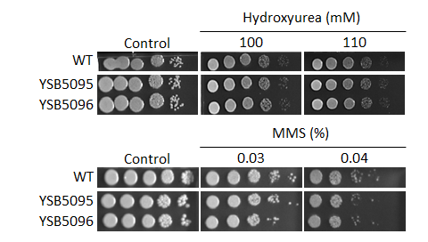 Genotoxic stress phenotype